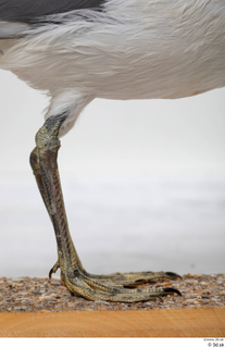 Common gull Larus Canus leg 0001.jpg